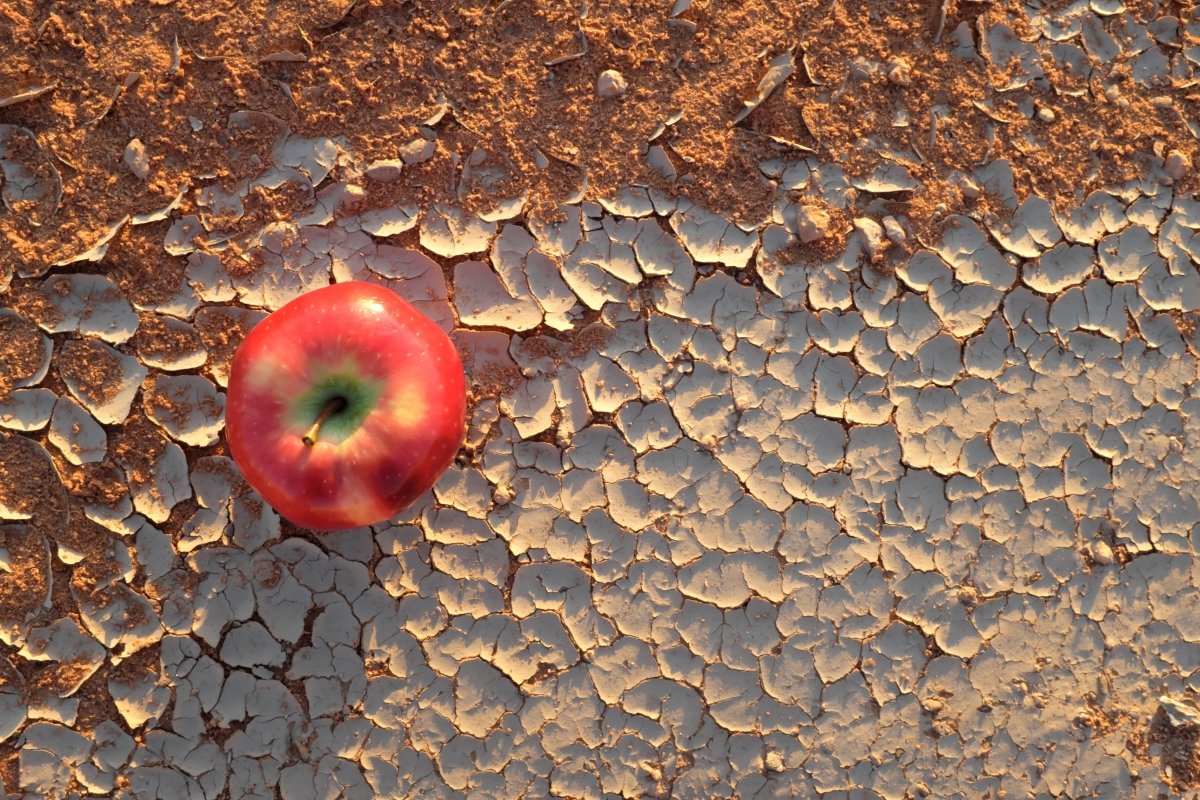 Root Causes of Food Insecurity and the Current Food Crisis - Uppercut Tactical